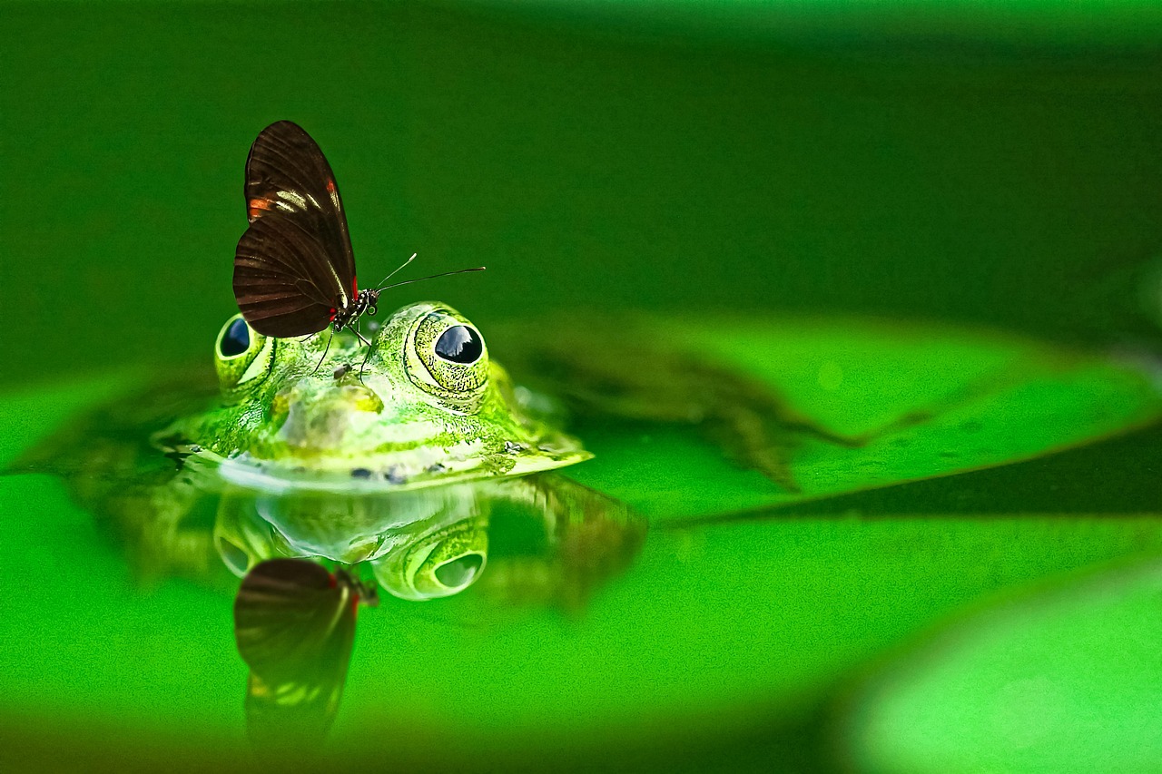 Frog - free online jigsaw puzzle photo