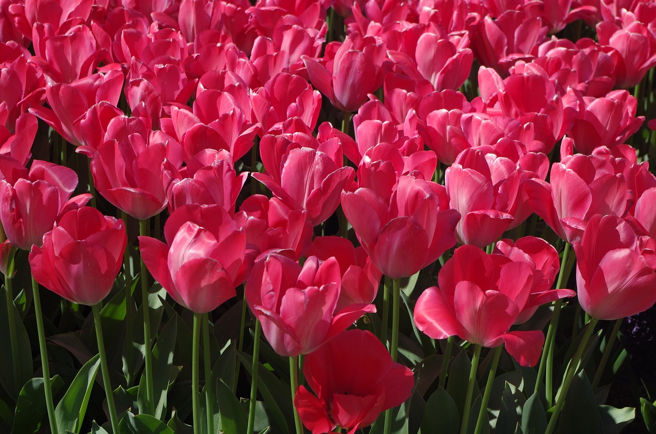 tulipe-fleur-rose-fleurs-photo-gratuite-sur-pixabay-pixabay