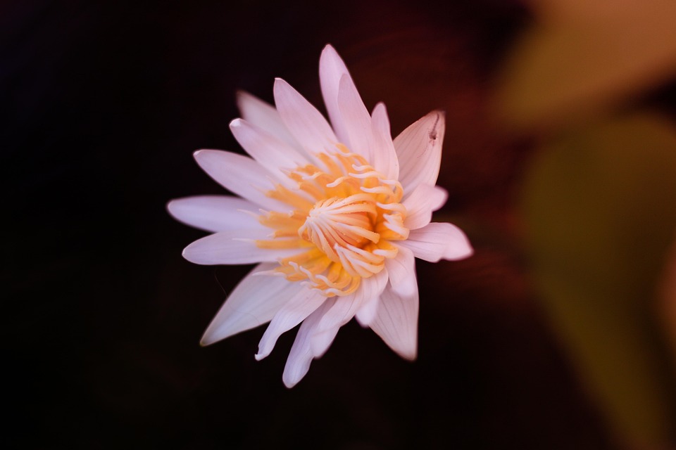 Nénuphar Fleur Ouvert Photo Gratuite Sur Pixabay