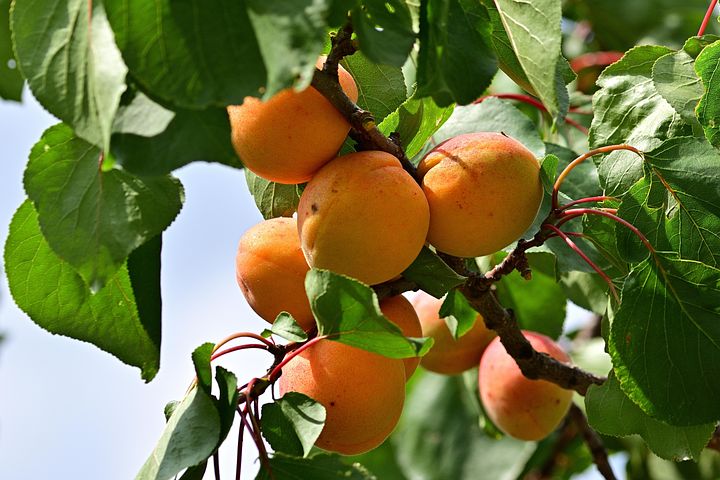 Абрикосы картинки смешные, счастливого пути
