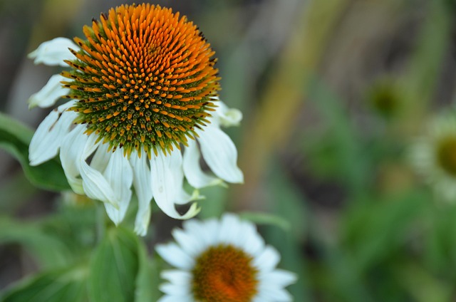 Coneflower, Branco, Alba