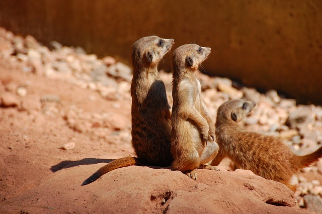 Suricata, Bonitinho, Animal, Trio