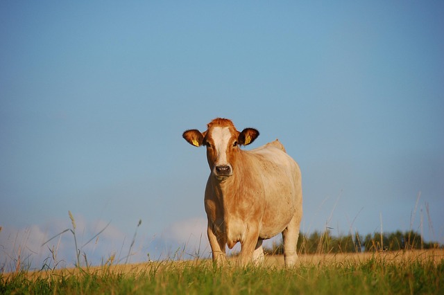 Vaca, Campo, Animal, Rural, Natureza