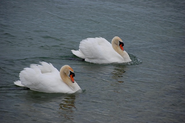 Cygnes L'Eau Cygne - Photo gratuite sur Pixabay - Pixabay