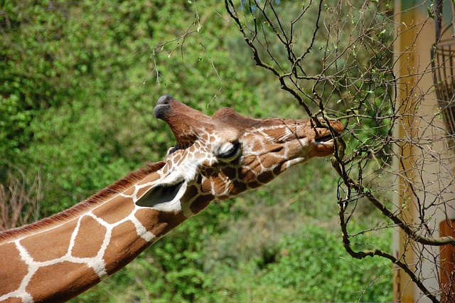 Girafa, Pescoço, Lobo Abatido