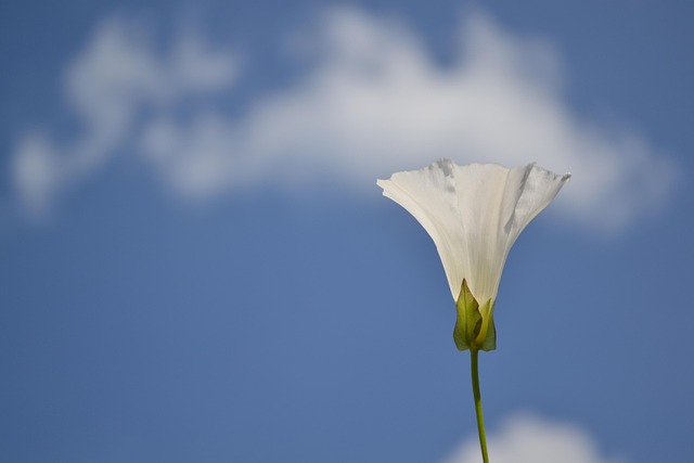 Free White Flower Sky photo and picture