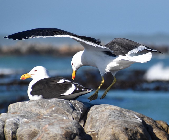 Free Sea Bird photo and picture