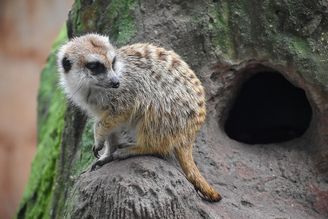 Free Meerkat Nature photo and picture