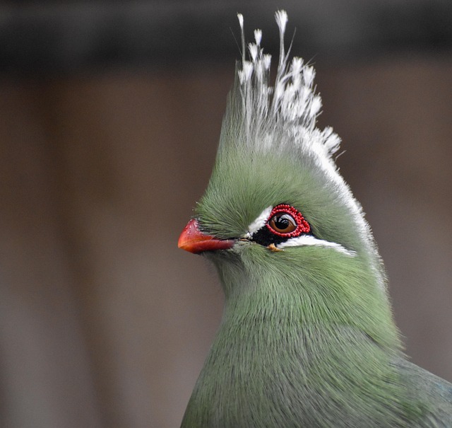 Free Bird Green photo and picture