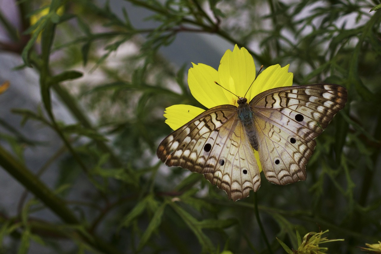 Butterfly Wings Garden Free photo on Pixabay
