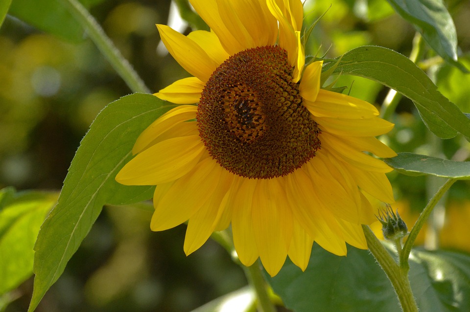 Nature Fleur Fleurir - Photo gratuite sur Pixabay - Pixabay