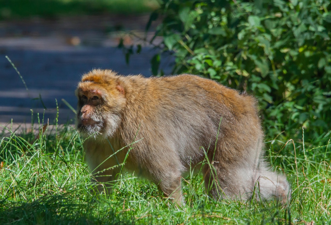 Barbary Macaque - free online jigsaw puzzle photo