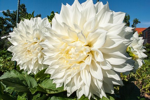 Dahlia, Blomst, Haven, Blomstre, Sommer