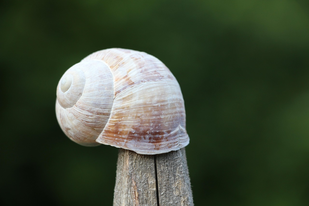 Escargot La Nature Maison - Photo gratuite sur Pixabay - Pixabay