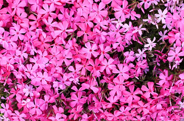 Free Wildflower Wild Flower photo and picture