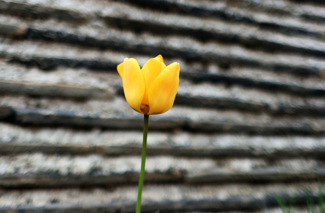 Free Yellow Flower photo and picture