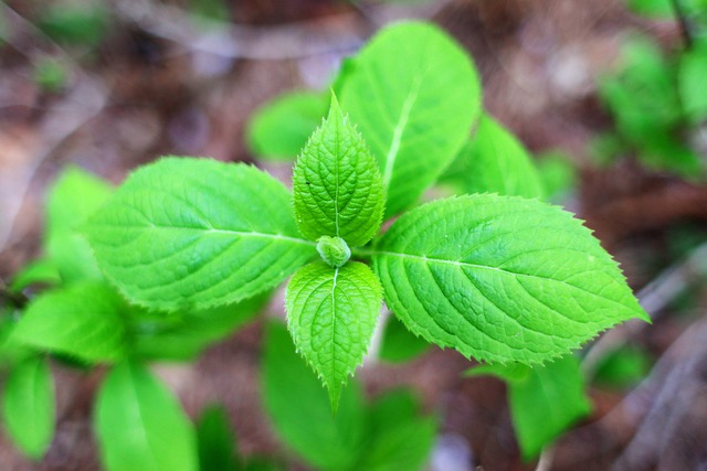 Free Green Nature photo and picture