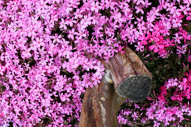 Free Wild Flower Flower photo and picture