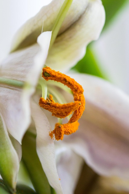 Free Nature Flower photo and picture