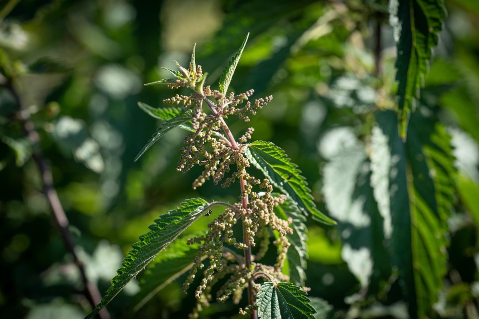 伊人成综合网址