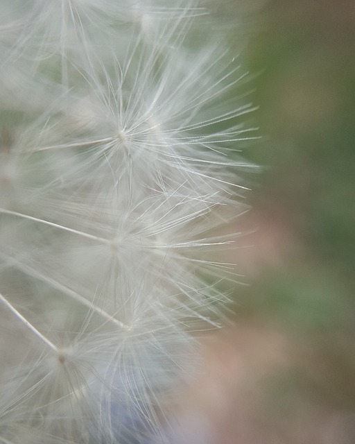 Macro, Flor, Chicória, Detalhe, Erva
