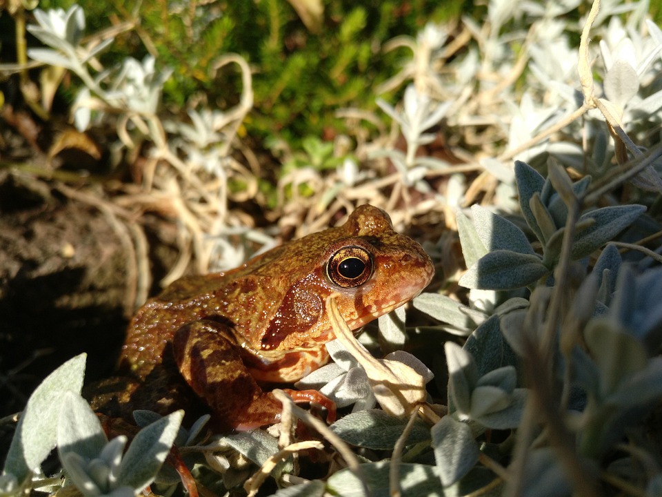 Frog Sun Sunbathing - Free photo on Pixabay