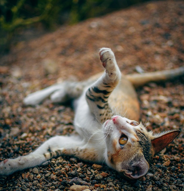 cat, playing, kitten, animal, pet, mackerel, small, sweet, nature, adorable, jump, happy, play, playful, kids