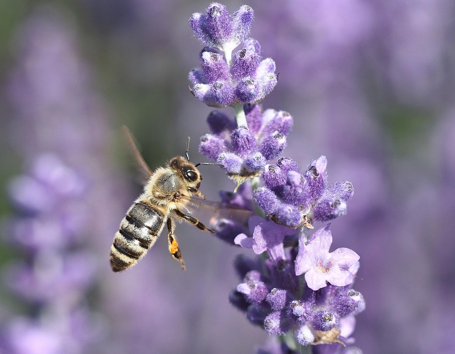 Lavender Insect Bee Lavender Insect - Free photo on Pixabay - Pixabay