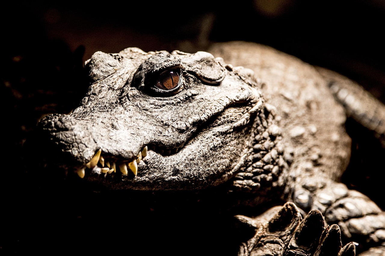 Crocodile - free online jigsaw puzzle photo