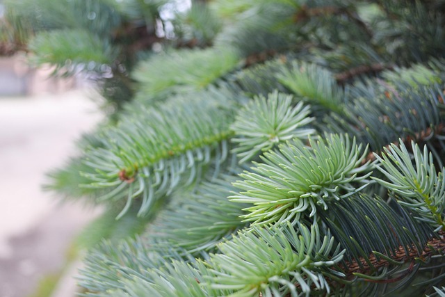 Free Green Nature photo and picture