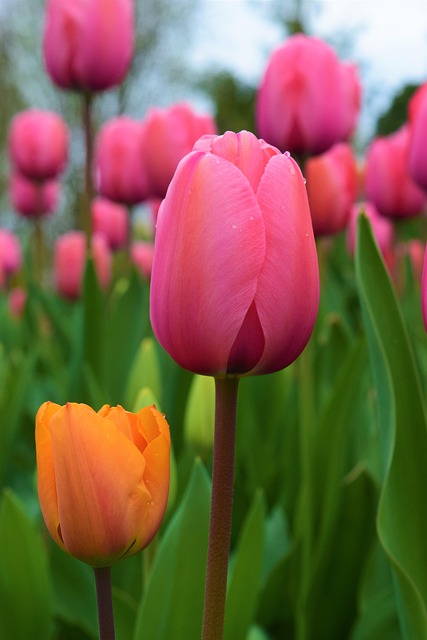 Orange, Rosa Tulpen, Schöne Blumen