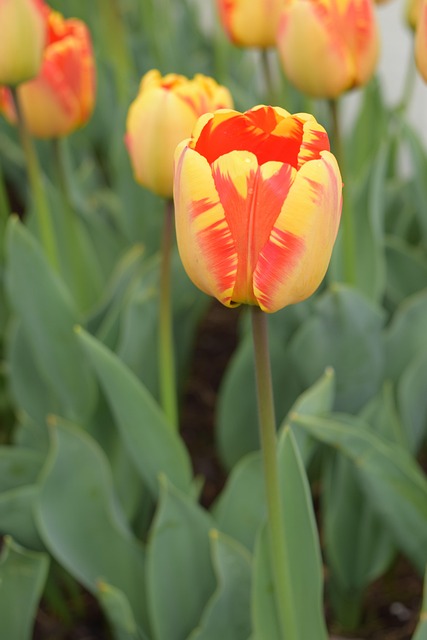 Gelb, Orange Tulpen, Blumen, Bunt