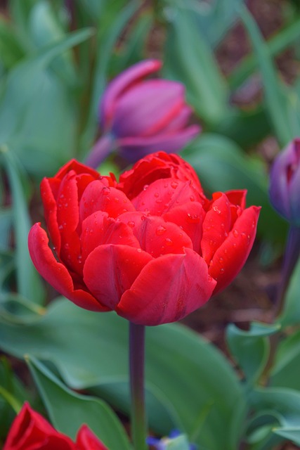 Rote Blumen, Felder, Blüte, Natur