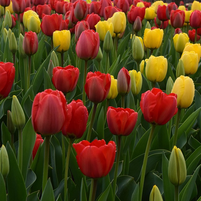 Tulpenfeld, Gelb, Rote Blumen, Blüte
