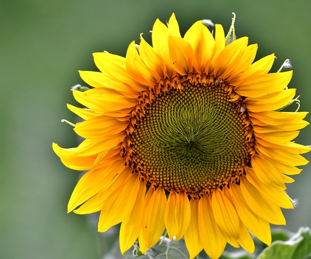 Sonnenblume Saatgut Blume - Kostenloses Foto auf Pixabay - Pixabay