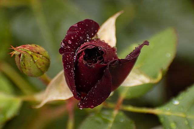 Free Rose Raindrop photo and picture