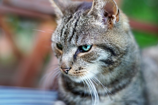 Free Cat European photo and picture