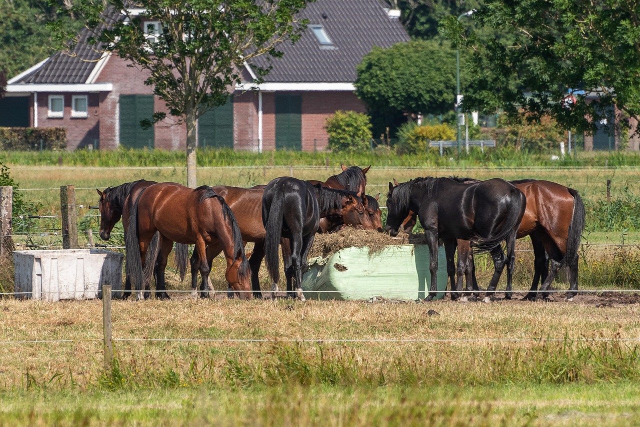 Caballos, Comiendo, Hierba, Campo