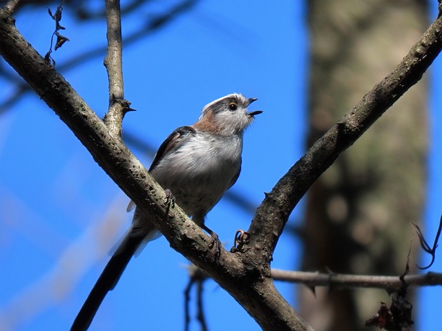Tier, Wald, Holz, Vogel, Wildvogel