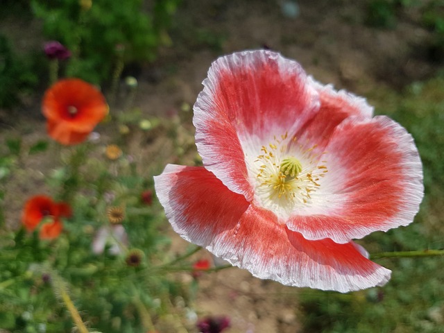 Free Anemone Summer Flower Summer Image photo and picture