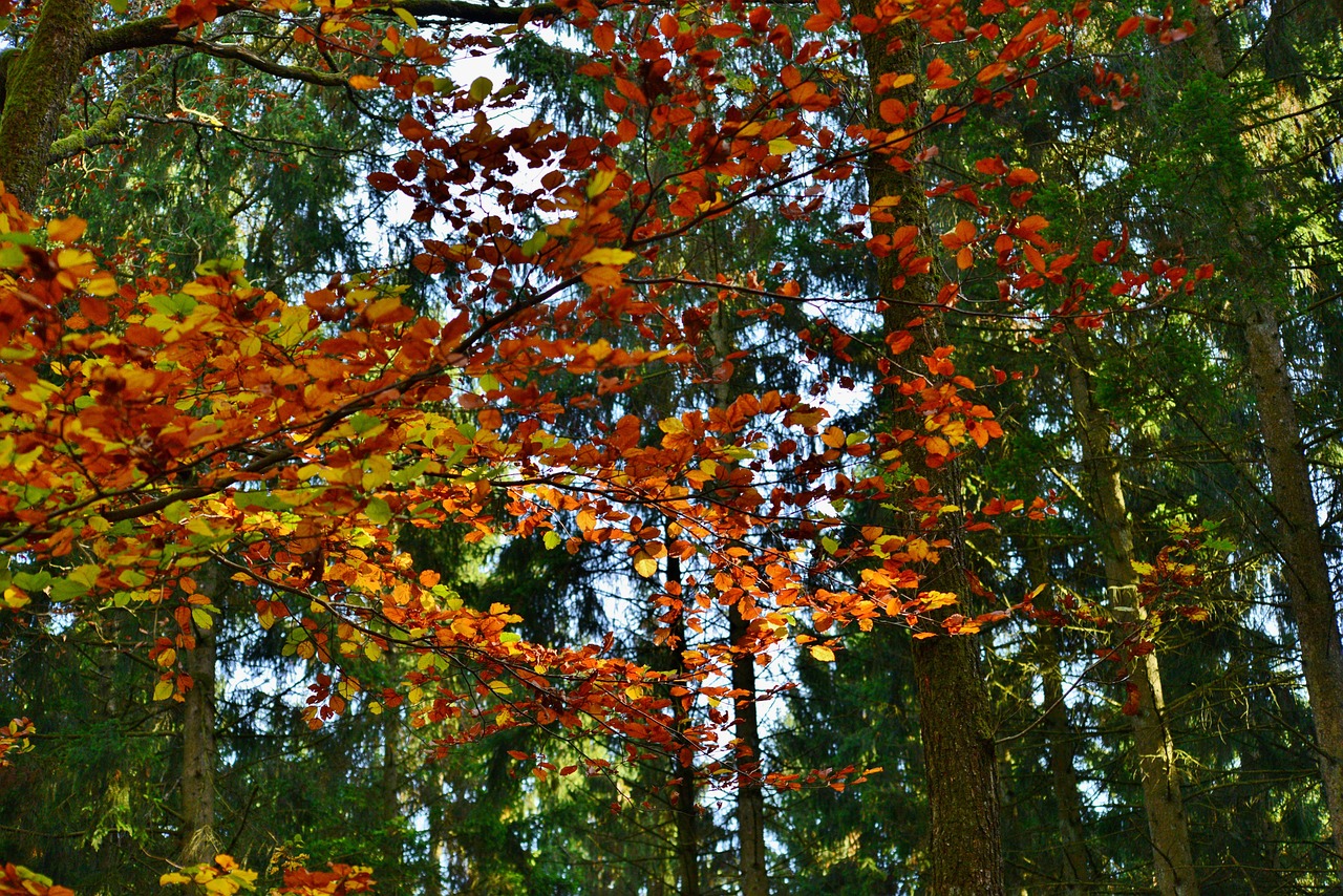 Feuilles Automne Couleurs - Photo gratuite sur Pixabay - Pixabay