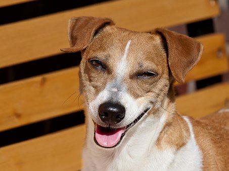 Chien, Rire, Jack Russel, Animaux