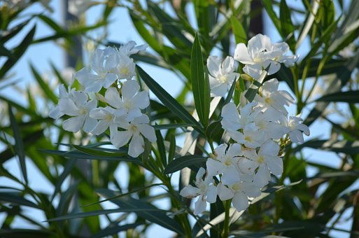 Free Oleander Green photo and picture
