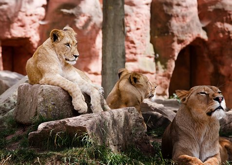 Lion, Family, Africa, Wilderness, Animal