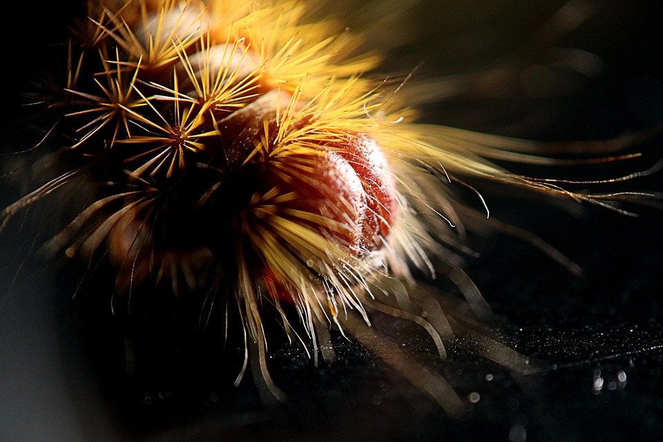 Caterpillar Hairy - Free photo on Pixabay - Pixabay