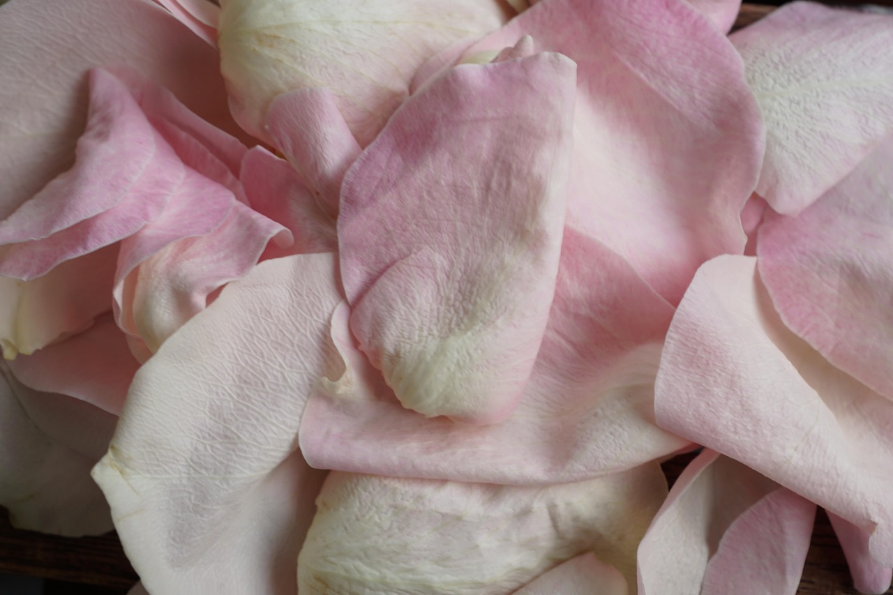 Rose Blossom Bloom - Free photo on Pixabay - Pixabay