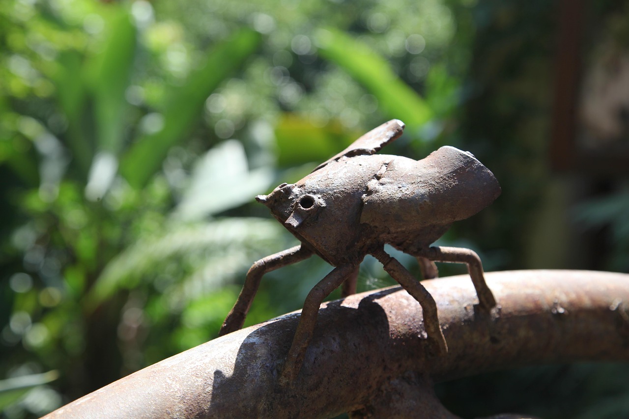 Beatle Nature Bug - Free photo on Pixabay