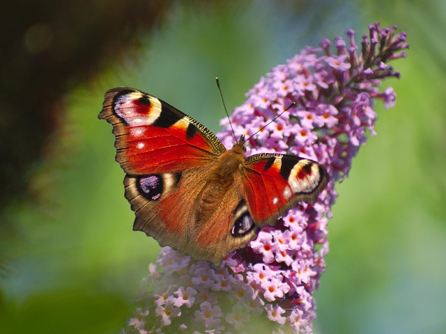 Free Peacock Butterfly Flower photo and picture
