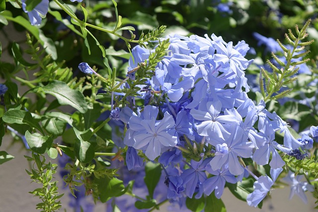 Blaue Blumen, Immergrün, Blüte, Feder