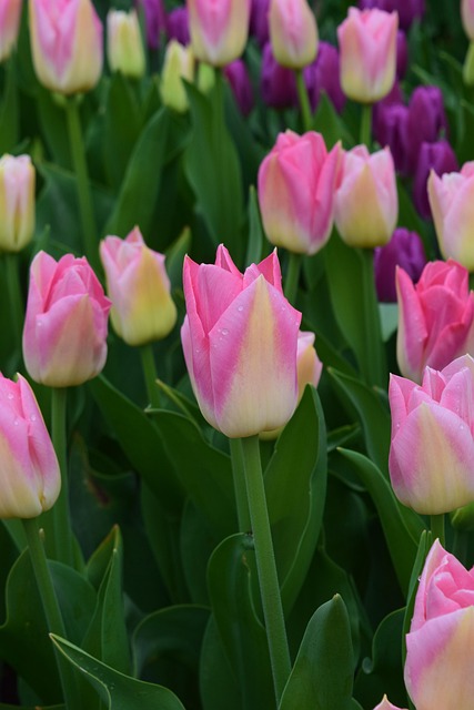 Tulpen Felder, Pinke Blumen, Lila, Bunt